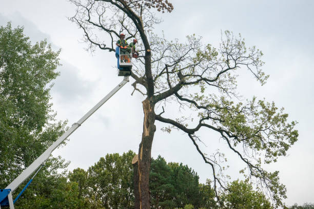 Best Utility Line Clearance  in West Falmouth, MA