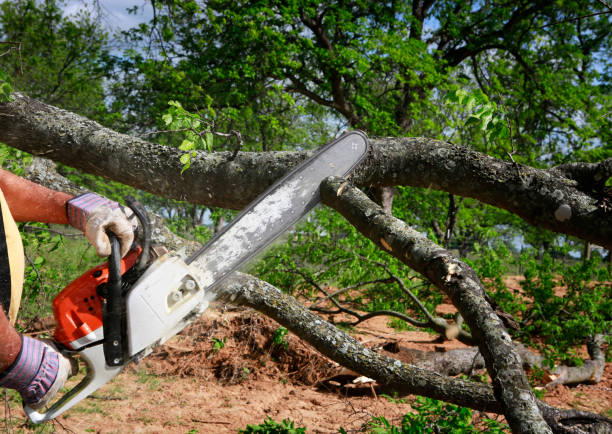 Best Leaf Removal  in West Falmouth, MA