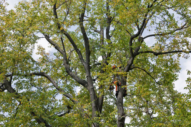  West Falmouth, MA Tree Care Pros